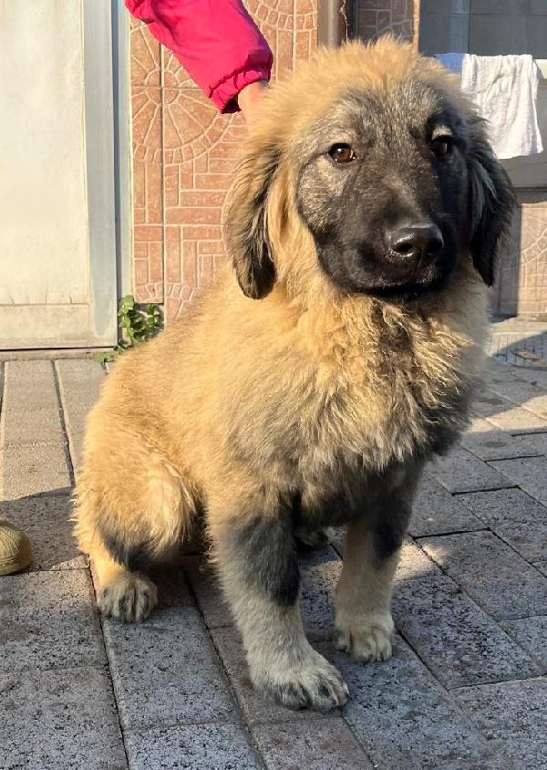 ROMA e VIENNA PASTORE DEL CAUCASO Foto 2